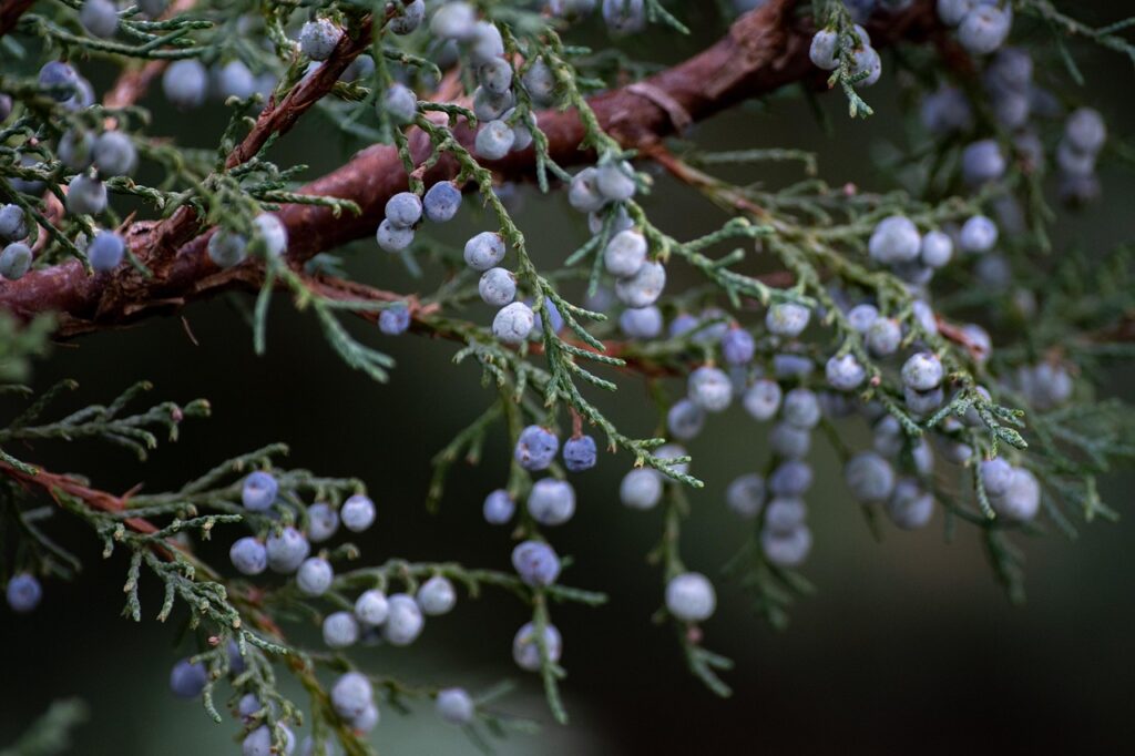 juniper, berries, plant, fruits, tree, bush, flora, nature, closeup, juniper, juniper, juniper, juniper, juniper
